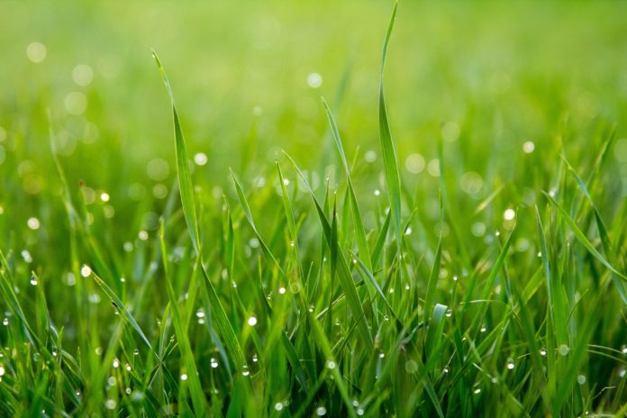 gras