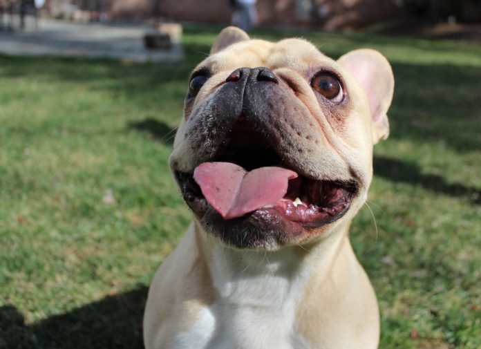 Franse bulldog