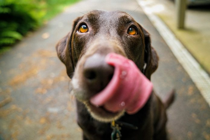 hond