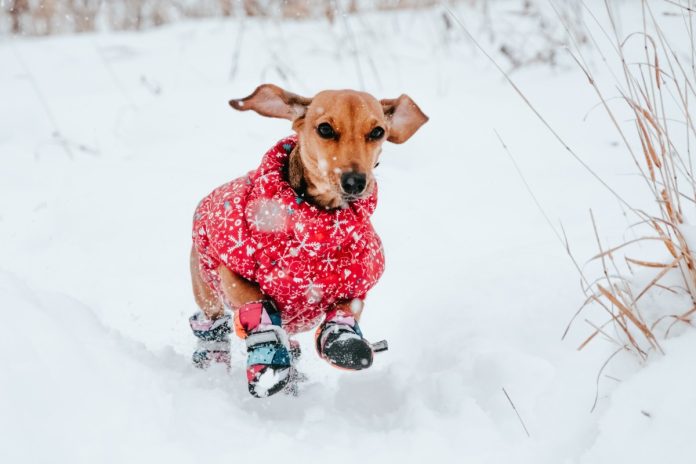 hond met een jasje