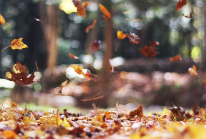herfstbladeren