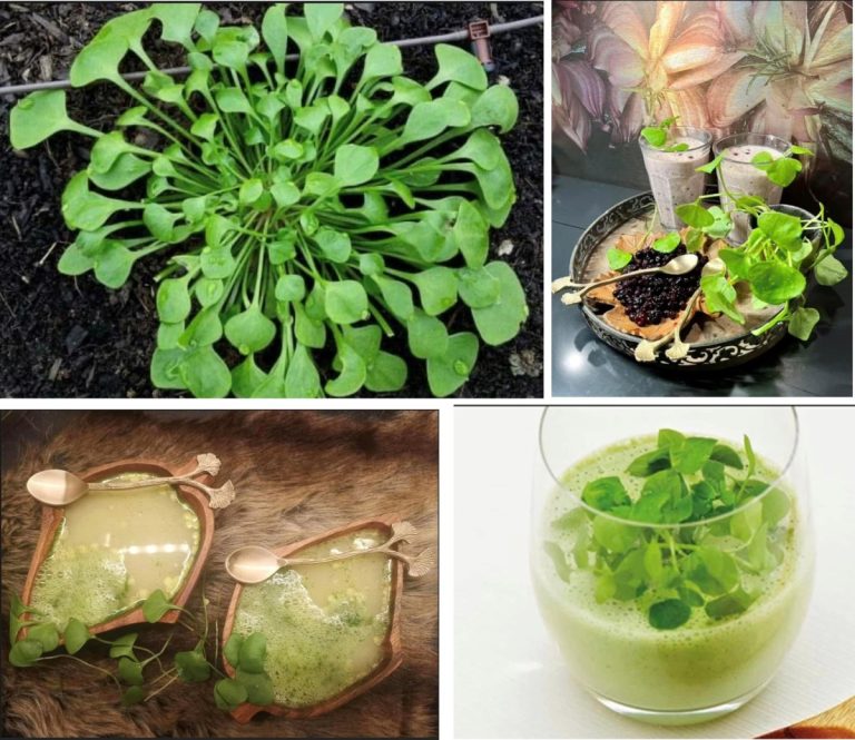 Winterpostelein, heerlijk voor elk gerecht