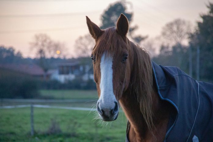paard