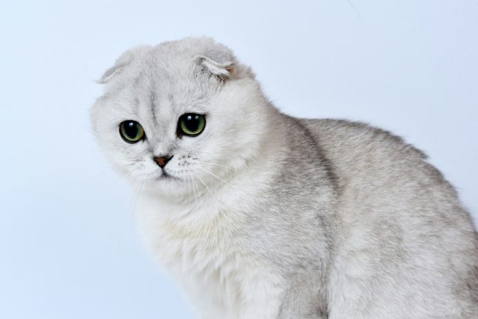 kat met gevouwen oortjes