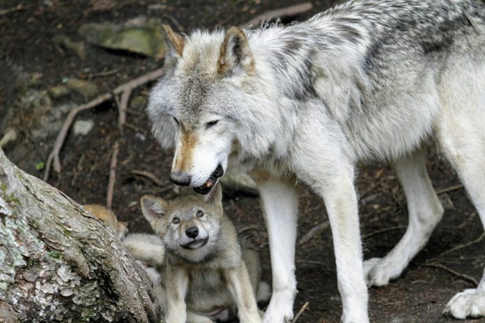 wolf met jong