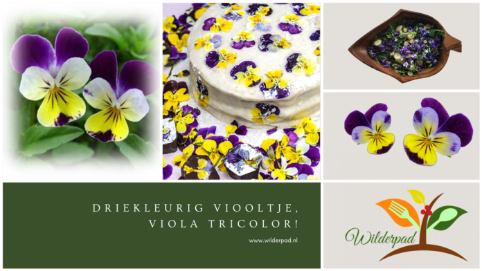 viooltje