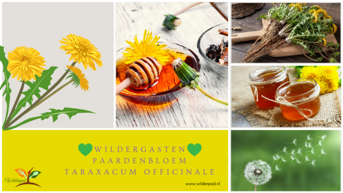 Paardenbloem