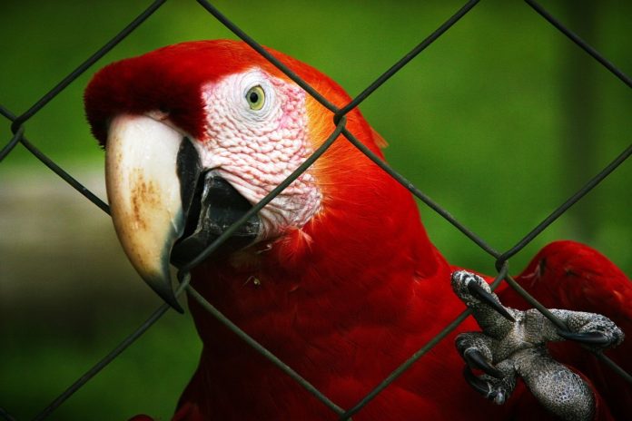 exotische vogel