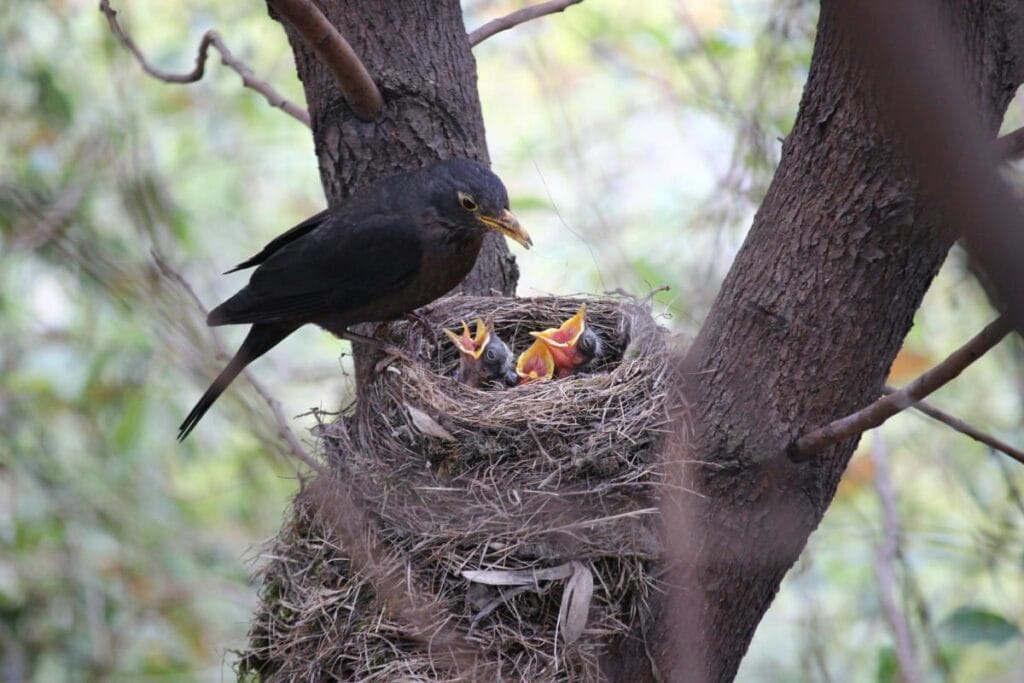 vogelnest
