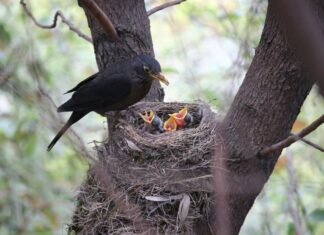 Pas goed op jonge vogels en andere kwetsbare dieren vogelnest
