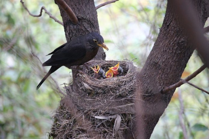vogelnest