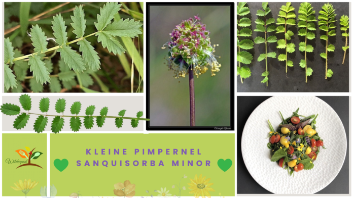kleine pimpernel