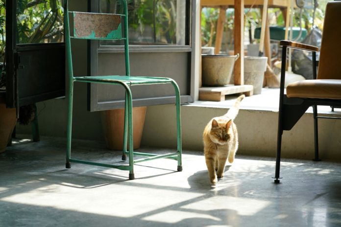 kat in huis