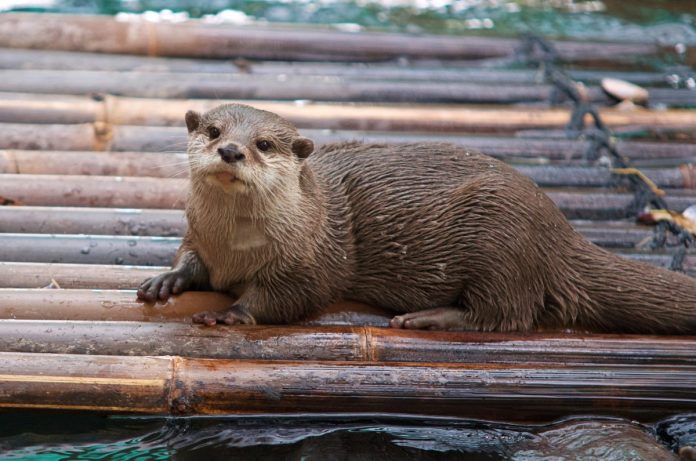 otter