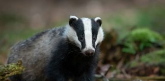 Sneeuw en das doen blaashal MHC Soest das om das