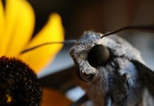 Eemlands vlinderduo nachtvlinder