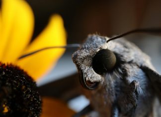 Eemlands vlinderduo nachtvlinder