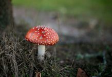 Paddenstoelenwandeling bij de Hoge Vuursche paddestoel