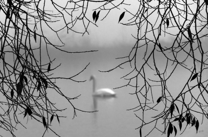 zwaan in vijver