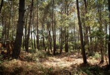 “Bewoners worden genegeerd” droog bos