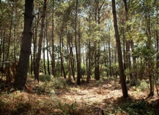 “Bewoners worden genegeerd” droog bos