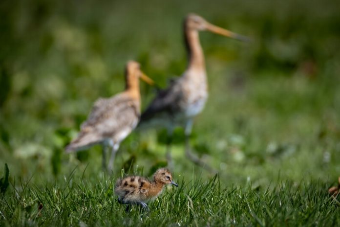 weidevogels