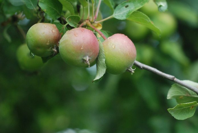 fruitteelt