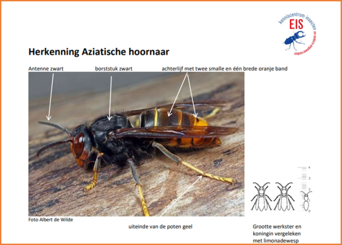 Kenmerken hoornaar van EIS