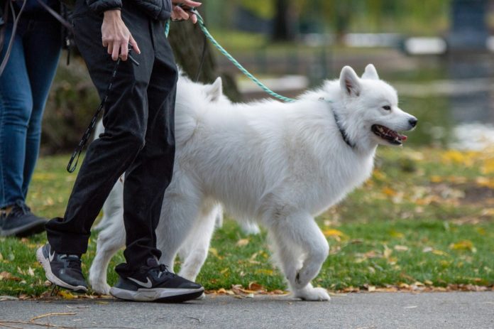 honden uitlaten