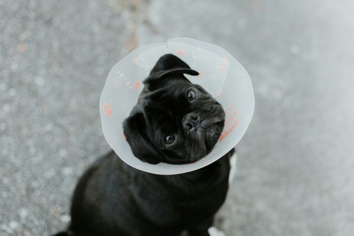 hond bij dierenarts