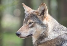 Doodgeschoten wolf op Utrechtse Heuvelrug is probleemwolf ‘Bram’ wolf