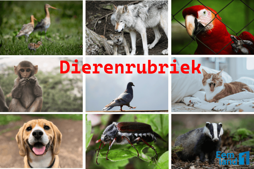 Dierenrubriek