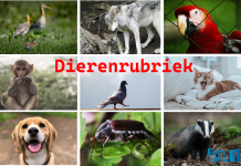 Overvloed aan pimpelmezen Dierenrubriek