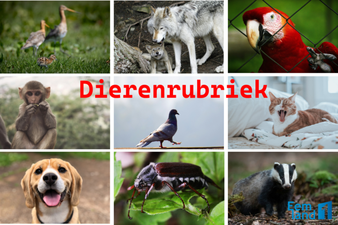 Dierenrubriek