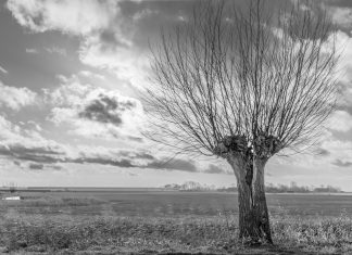 Knotploeg Soest 50 jaar actief knotwilg