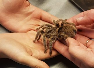 Jaarlijkse Spinnen- en insectendag knuffelen met spinnen
