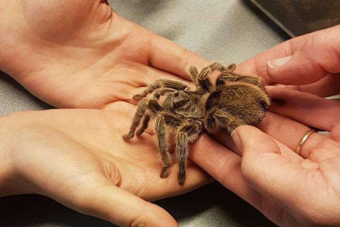 knuffelen met spinnen