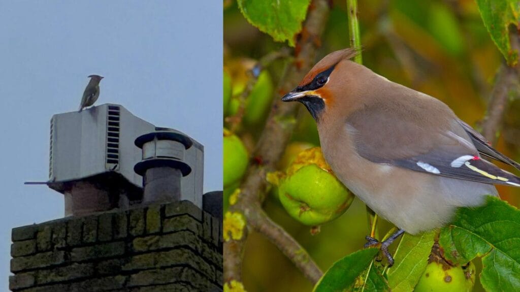 Pestvogel, bewerking van beelden van Saskia van Loenen en Adreas Trepte