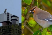 Overwinterende pestvogel trekt veel bekijks in het Soesterkwartier Pestvogel, bewerking van beelden van Saskia van Loenen en Adreas Trepte