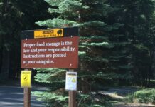 Nu ook de beer terug in Nederland? Berenwaarschuwing in de VS