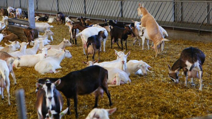 Geitenboerderij Martijn de Kruijf