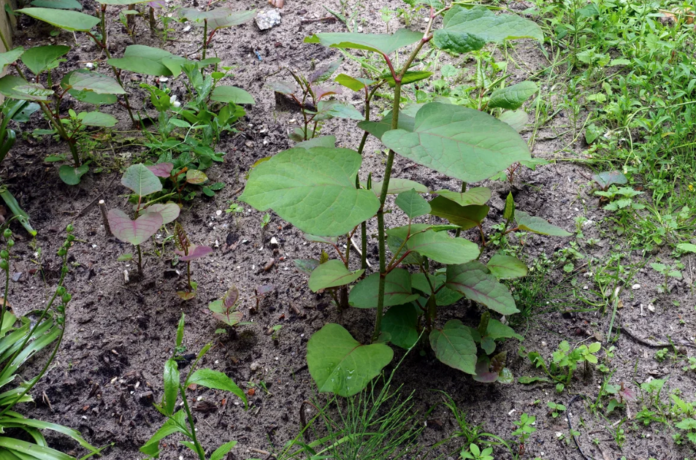 Japanse Duizendknoop
