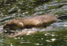 “Ze worden hier niet opgegeten” muskusrat