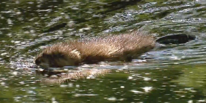 muskusrat muskusrat