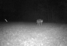Boswachter tempert geruchten over wolven in Pijnenburg wolf wildcamera