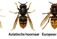 Groot, gemeen, met gele poten: Aziatische hoornaars komen uit winterslaap