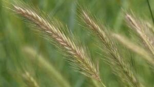 Waarschuwing voor gevaarlijk gras in Bunschoten
