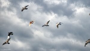 Al 25 jaar lang tellen vrijwilligers iedere maand vogels op de Westdijk bij het waterwingebied van Vitens in Spakenburg.