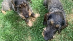 Toename dierenmishandeling in Nederland blijft zorgwekkend In Nederland zijn er meer dan 31 miljoen huisdieren