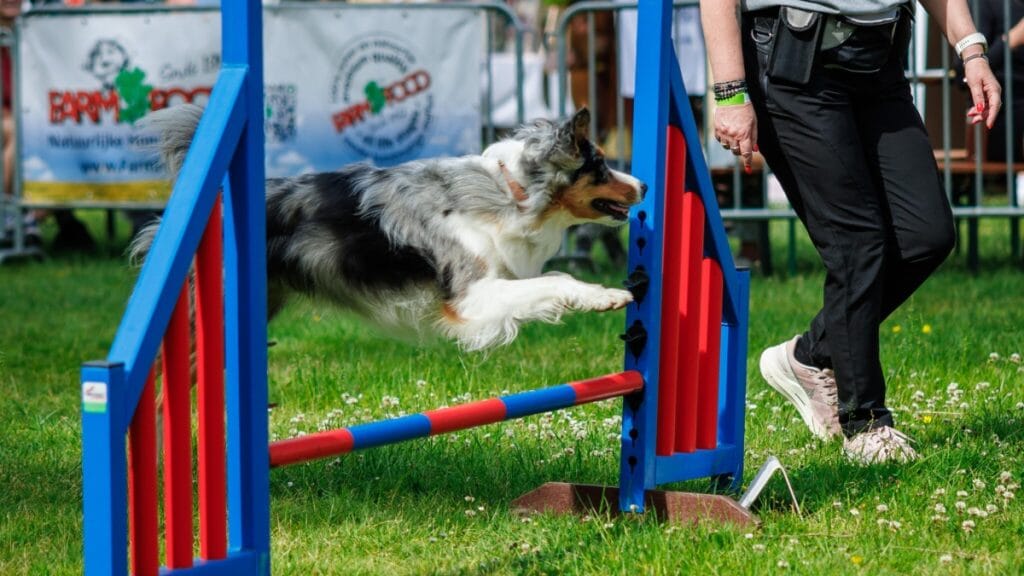 Een deelnemer doet mee met het agility parcours